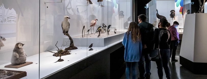 Exposition L'oiseau rare, de l'hirondelle au kakapo