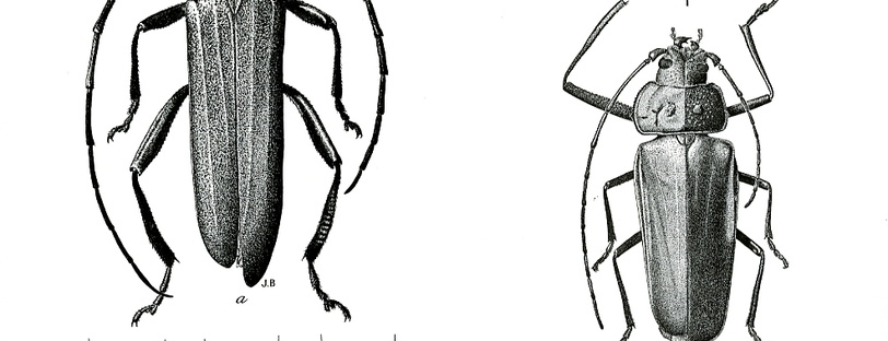 Planche illustrée présentant des Eghates Pabeh L. (sans date).