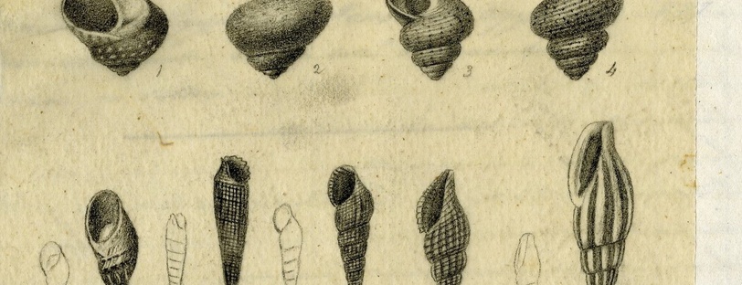 Planche extraite du Catalogue descriptif et méthodique des mollusques de l'île de Corse de B. C. Payraudeau, classé d'après le système de Jean-Baptiste de Monet de Lamarck et recopié par Ange-Paulin Terver (sans date).