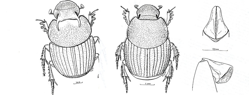 Croquis d'Onthophagus bernaudi et Onthophagus fernandopoensis (sans date).