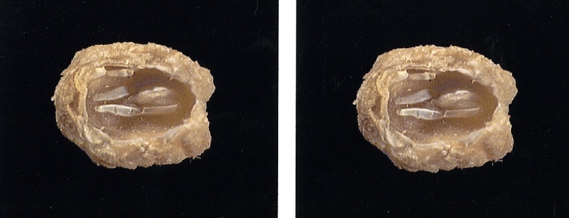 Specimens de stomatolepas elegans extraits sur une peau de tortue, vue de dessus [2002].