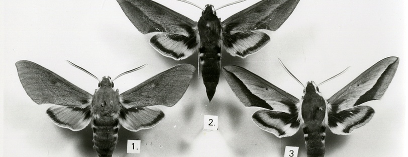 Tirage photographique de papillons.