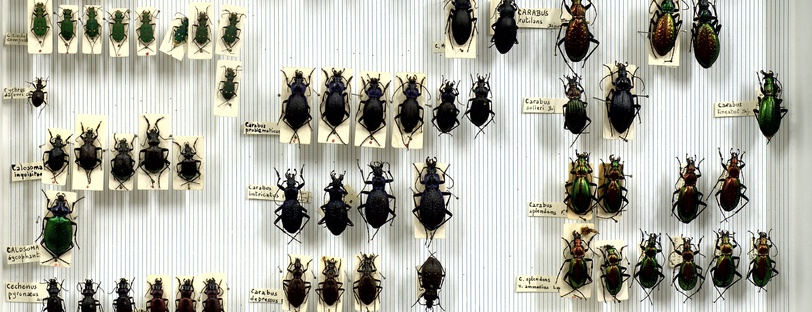 Coléoptères Carabidae