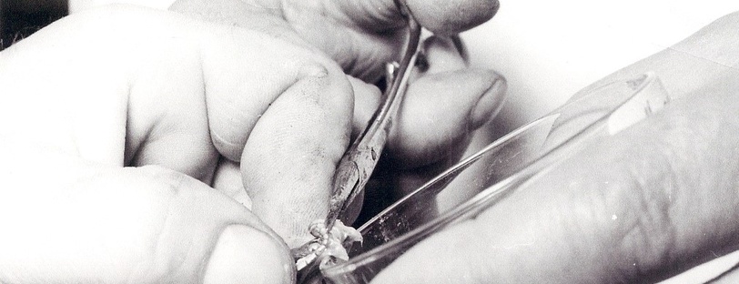 Extraction de venin à l'Institut Pasteur : 1 photographie (sans date).