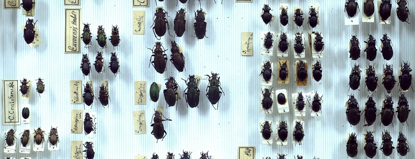 Boite de Carabidae de la collection de Philippe Cauchois (sans date)