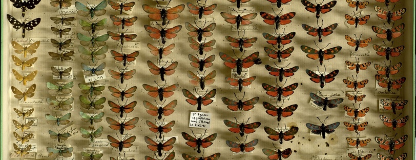Boite de lépidoptères de la collection de Régis Mouterde (sans date). 