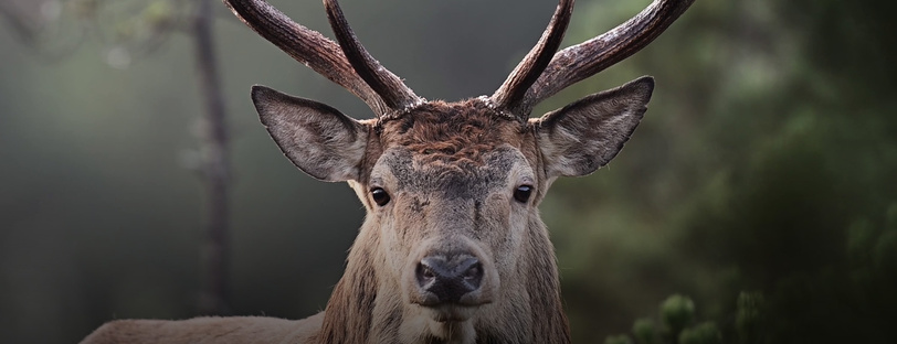 Exposition En forêt avec Vincent Munier