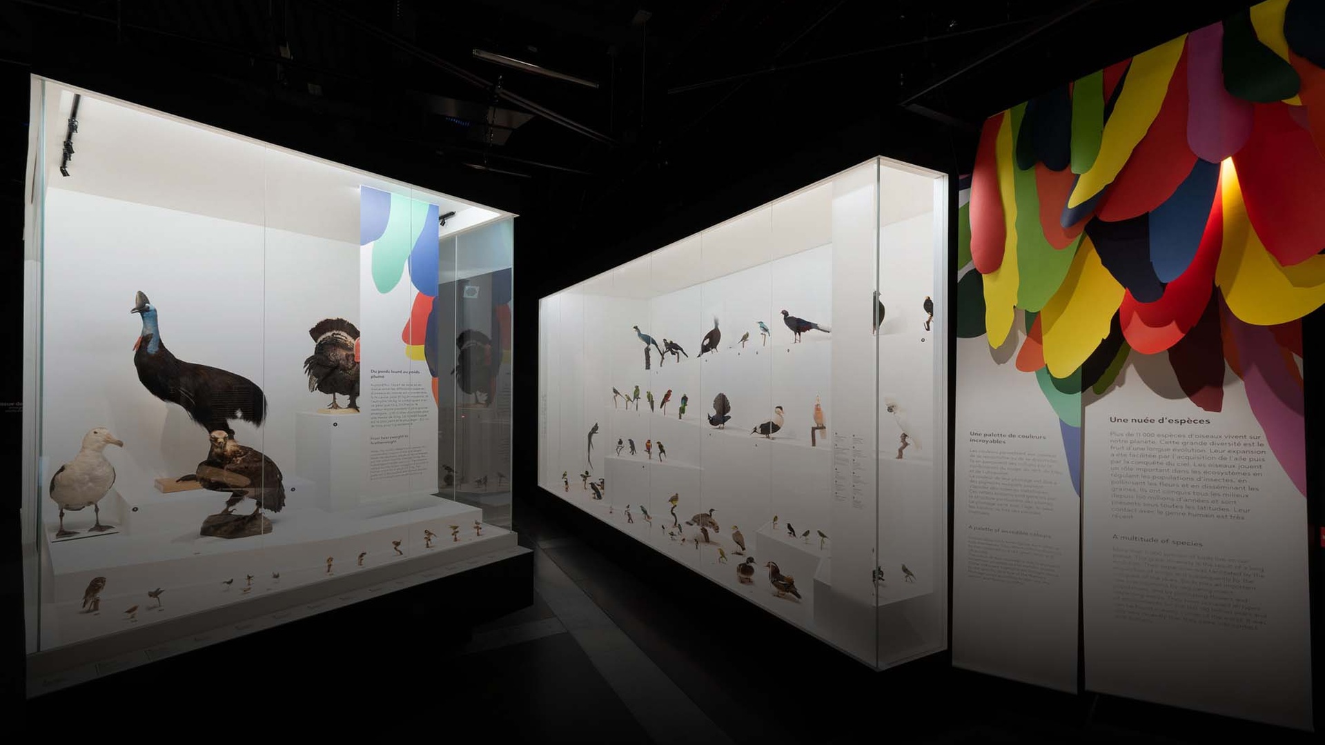 Exposition L'oiseau rare de l’hirondelle au kakapo