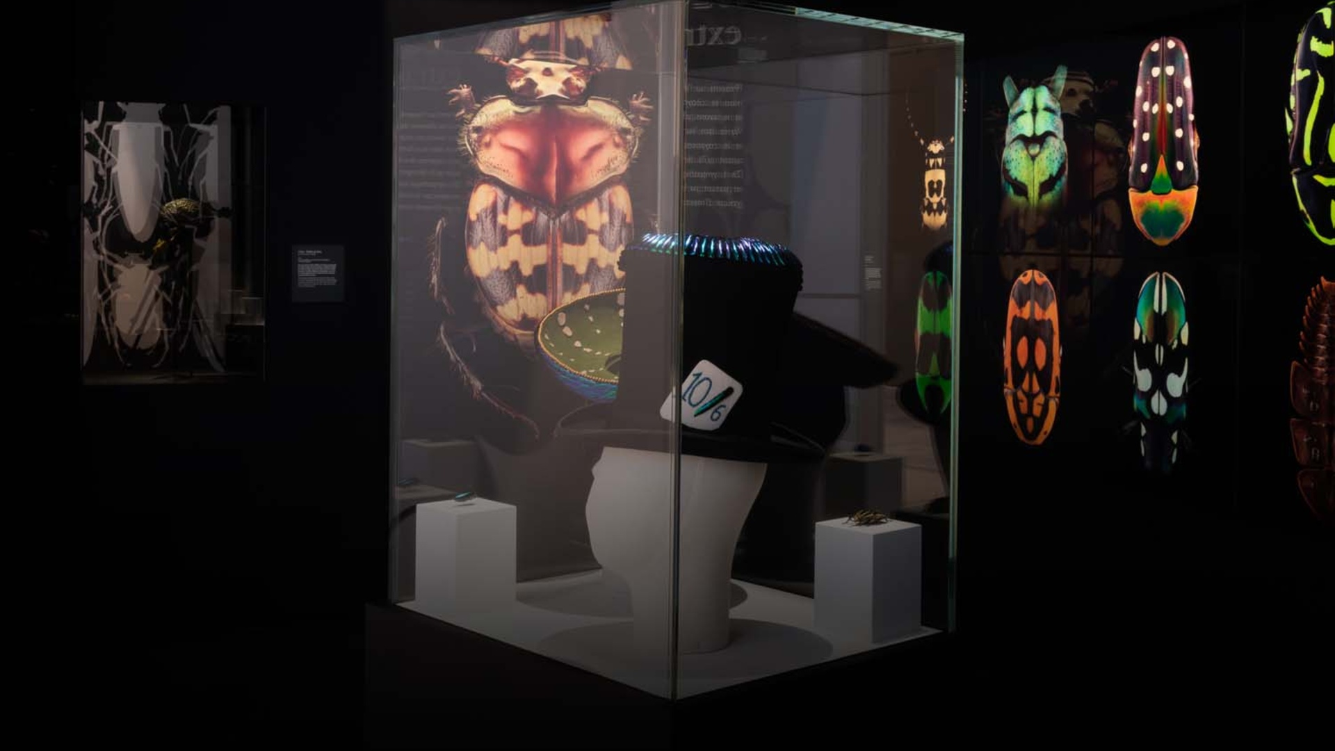 Exposition Coléoptères, insectes extraordinaires