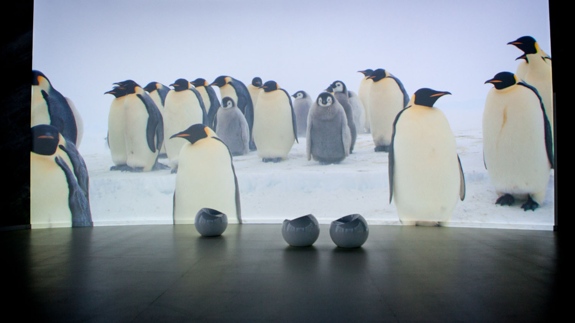 Exposition Antarctica