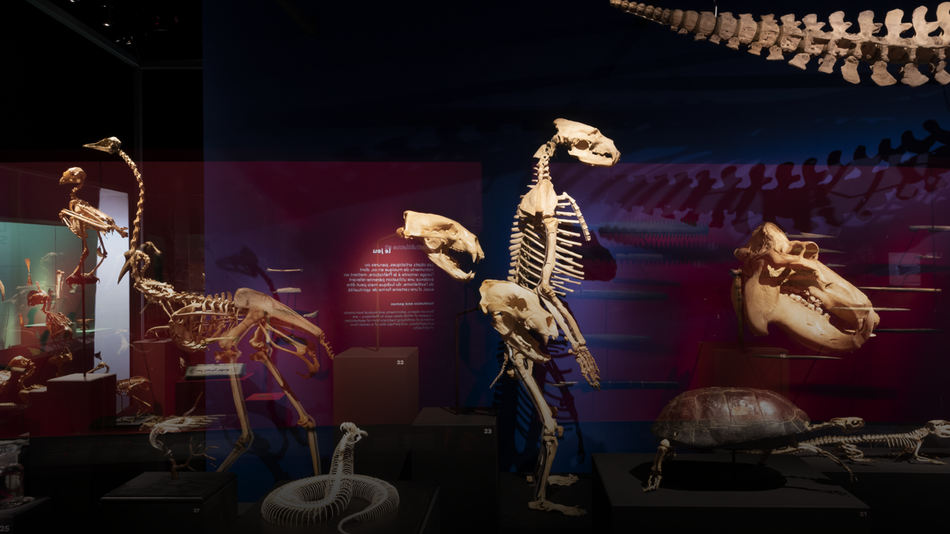 Exposition Traces du vivant