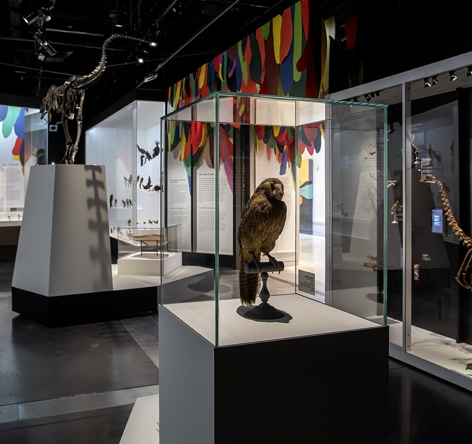 Exposition L’oiseau rare, de l’hirondelle au kakapo