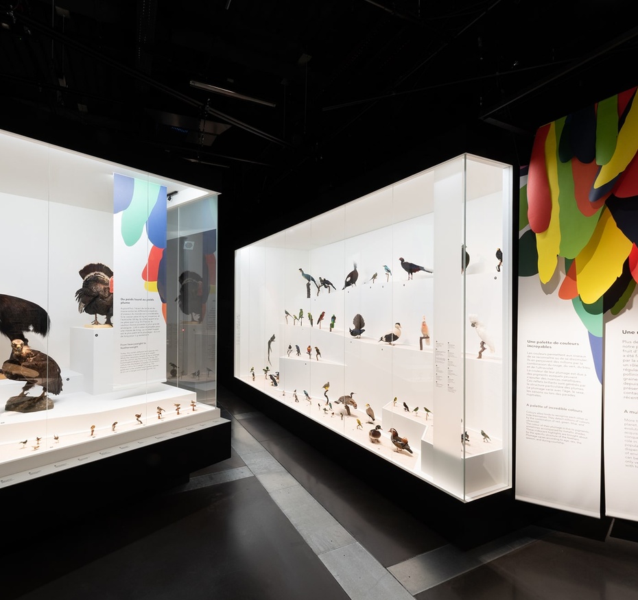 Exposition L'oiseau rare, de l'hirondelle au kakapo