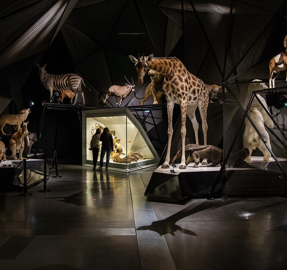Exposition Espèces, la maille du vivant