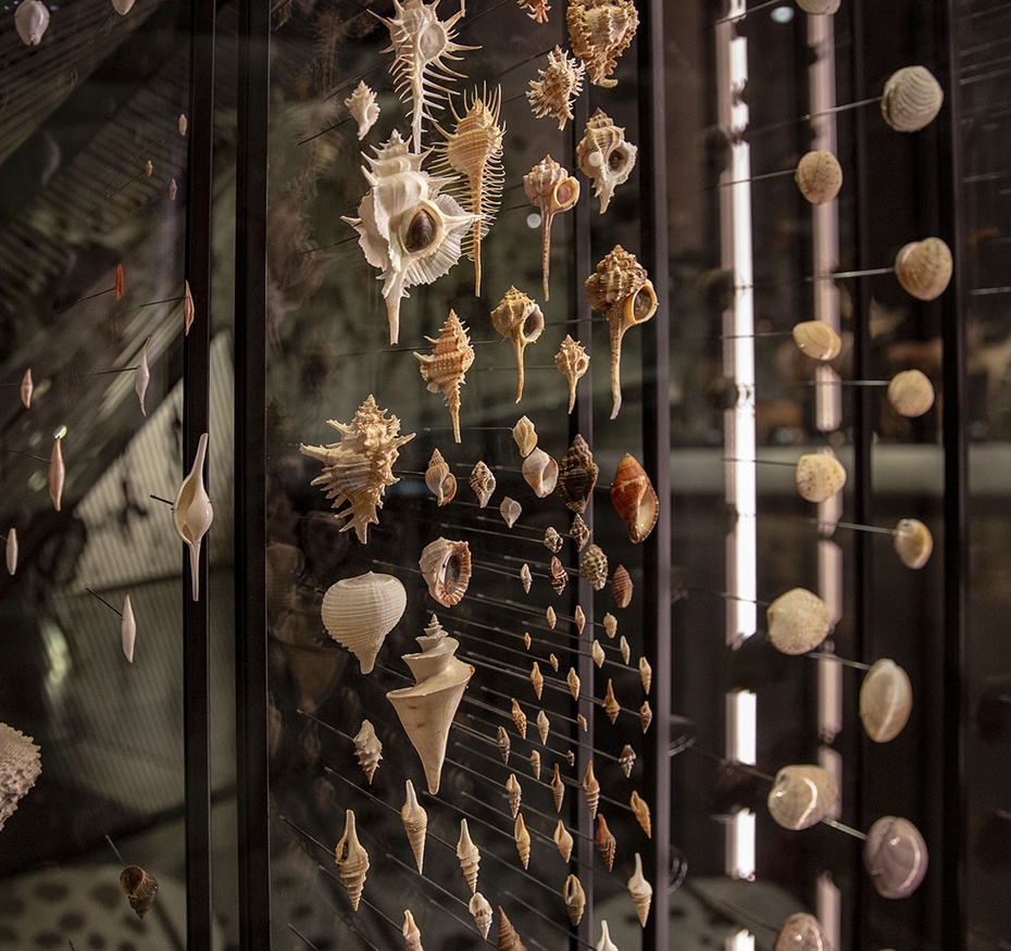 Exposition Espèces, la maille du vivant
