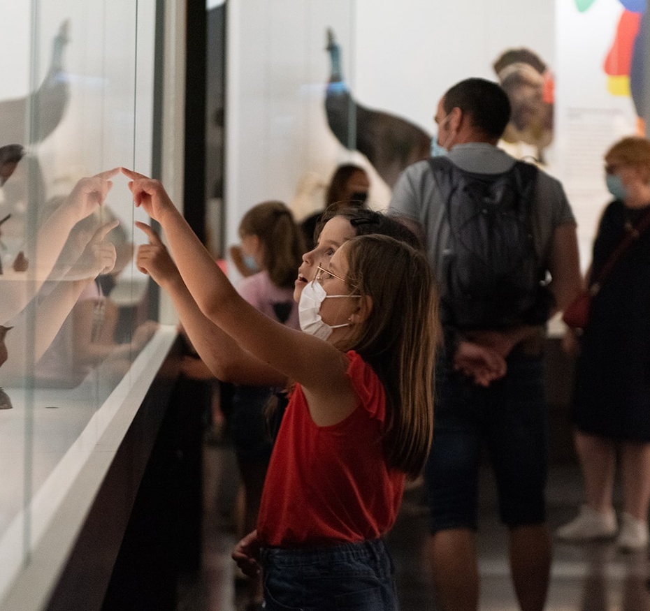 Exposition L'oiseau rare, de l'hirondelle au kakapo