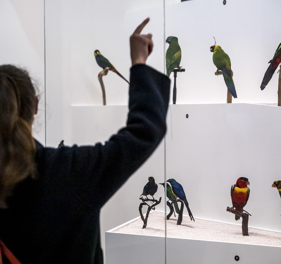 Exposition L'oiseau rare, de l'hirondelle au kakapo