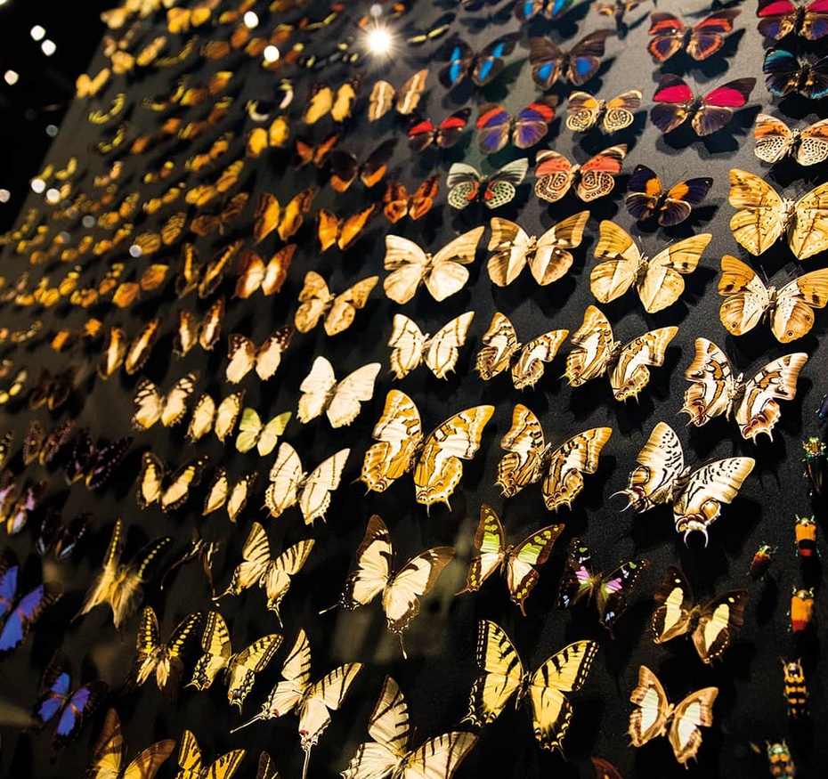 Exposition Espèces, la maille du vivant
