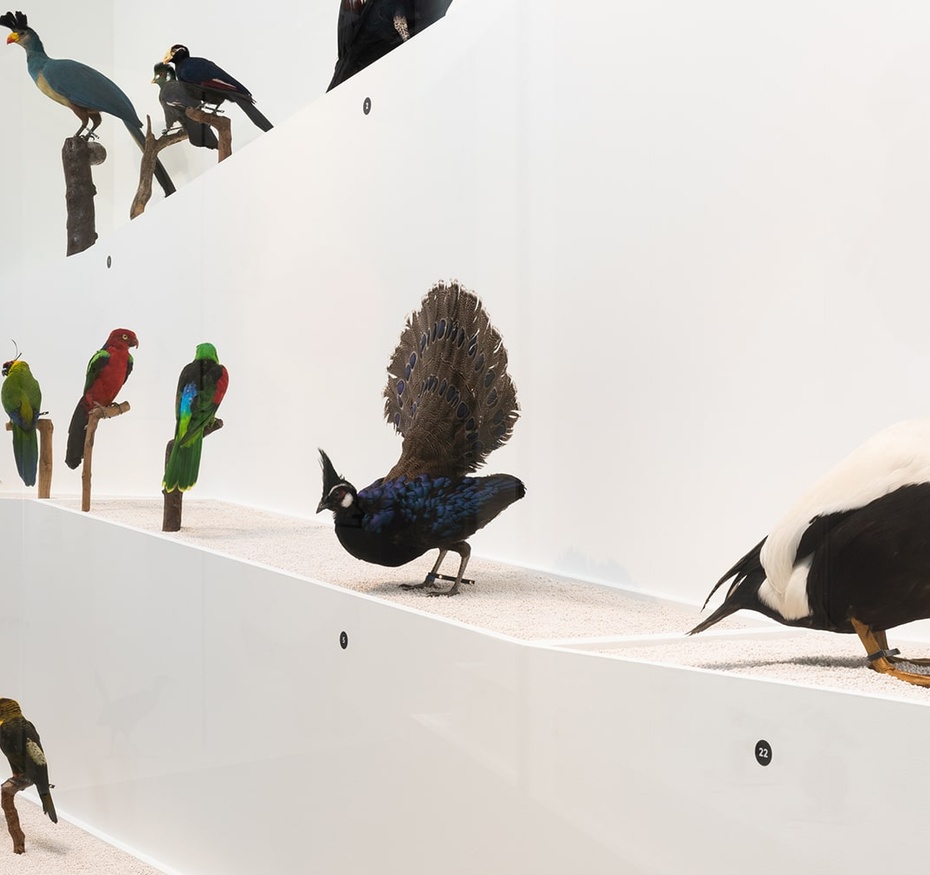 Exposition L'oiseau rare, de l'hirondelle au kakapo