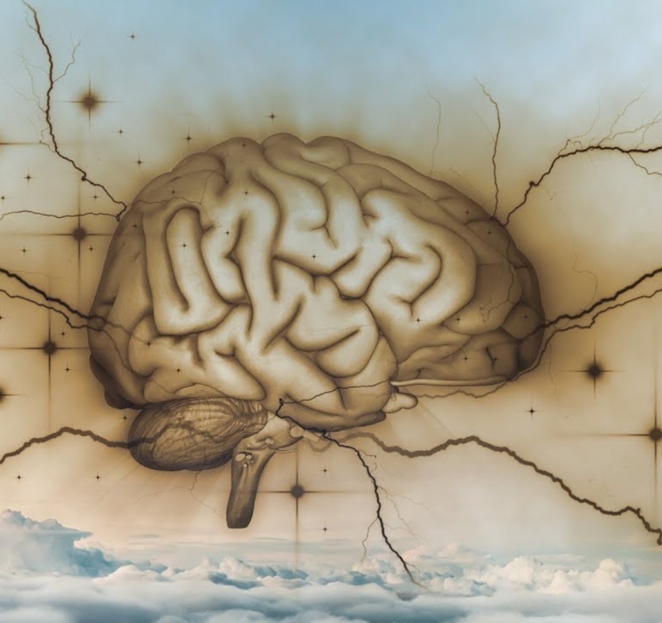 Le cerveau fait son monde