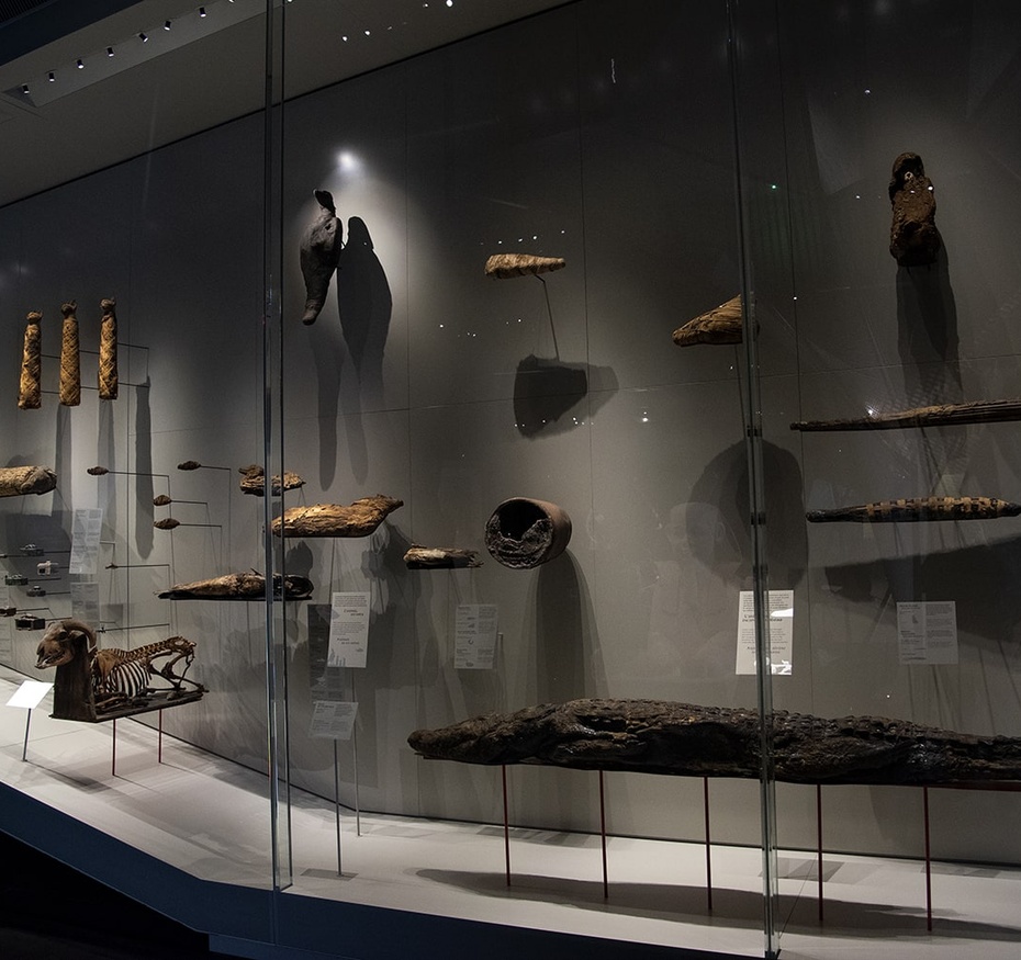 Exposition Espèces, la maille du vivant