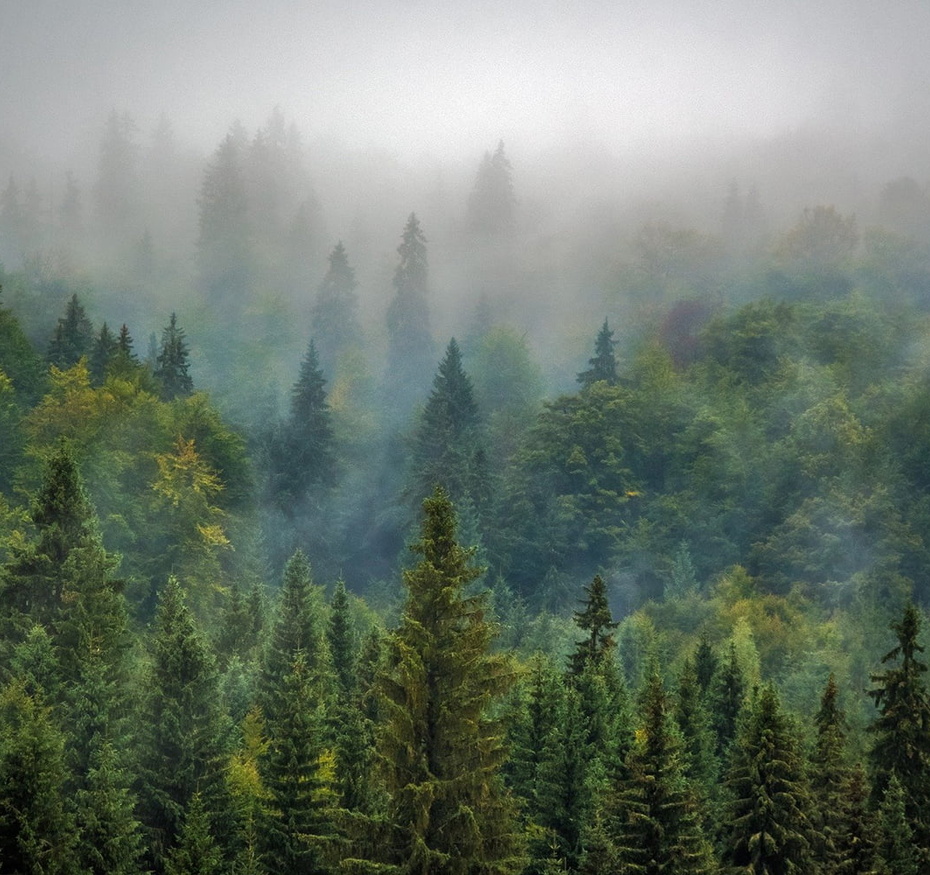 Faire renaître une forêt primaire en Europe