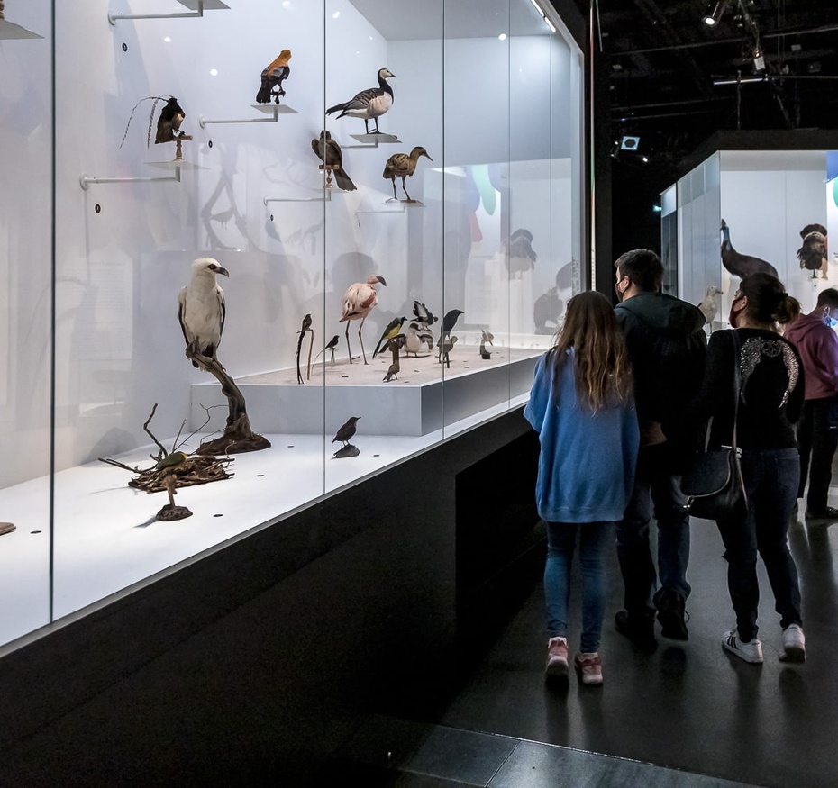 Exposition L'oiseau rare, de l'hirondelle au kakapo