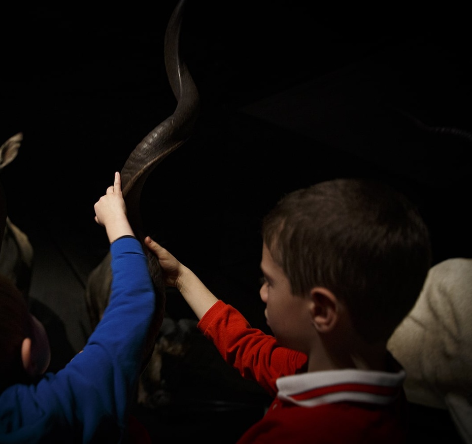 La ronde des animaux