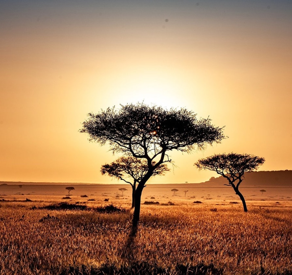 Savane africaine