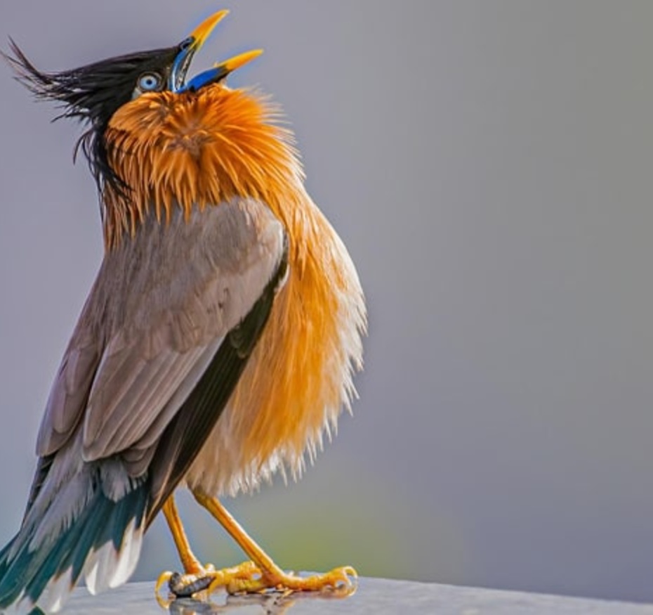 atelier moi aussi je siffle comme un oiseau
