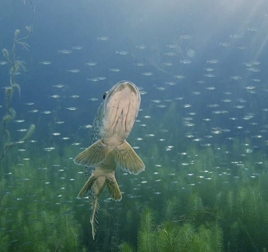 Projection Le fleuve invisible