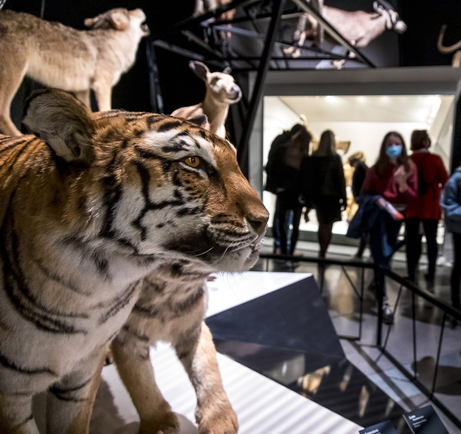 Exposition Espèces, la maille du vivant