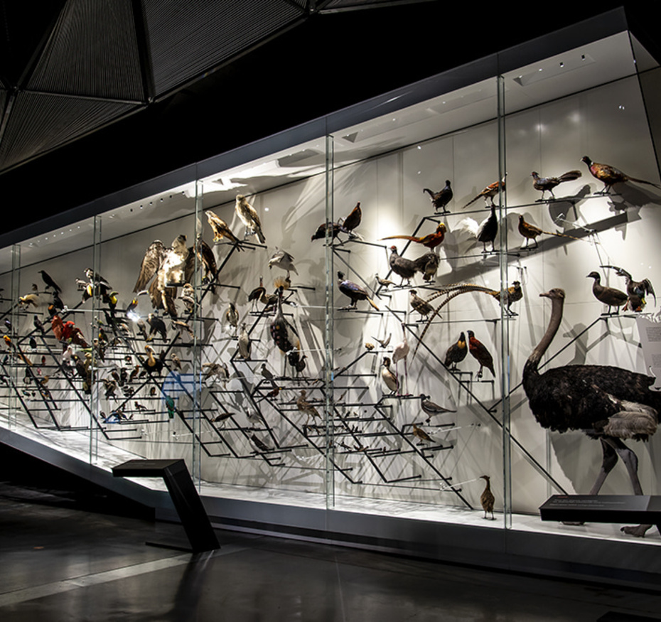 Exposition Espèces, la maille du vivant