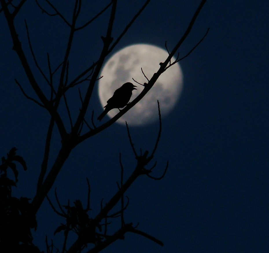 conférence Dans la nuit noire
