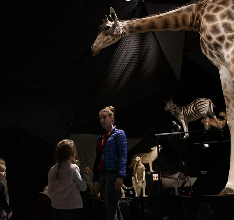 La ronde des animaux