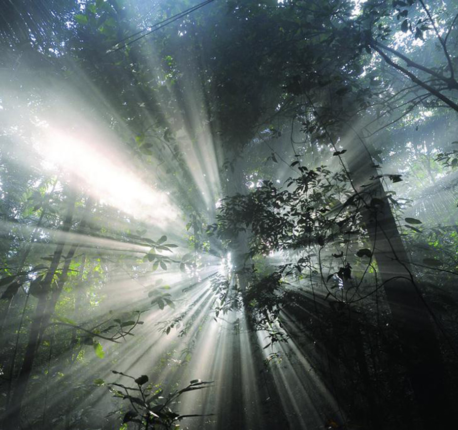 Il était une forêt