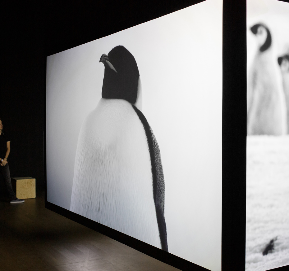 Exposition Terra Incognita, voyage au bout du monde au musée des Confluences