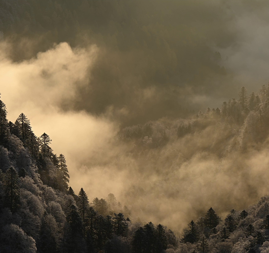 Vosges
