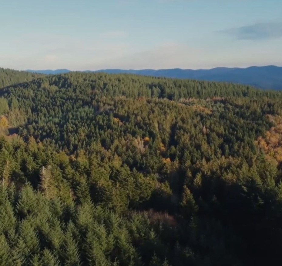 Ils achètent des forêts