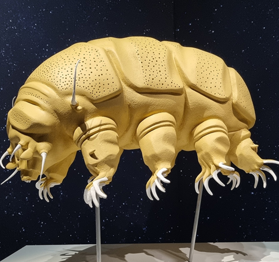 Tardigrade exposition Trop forts !