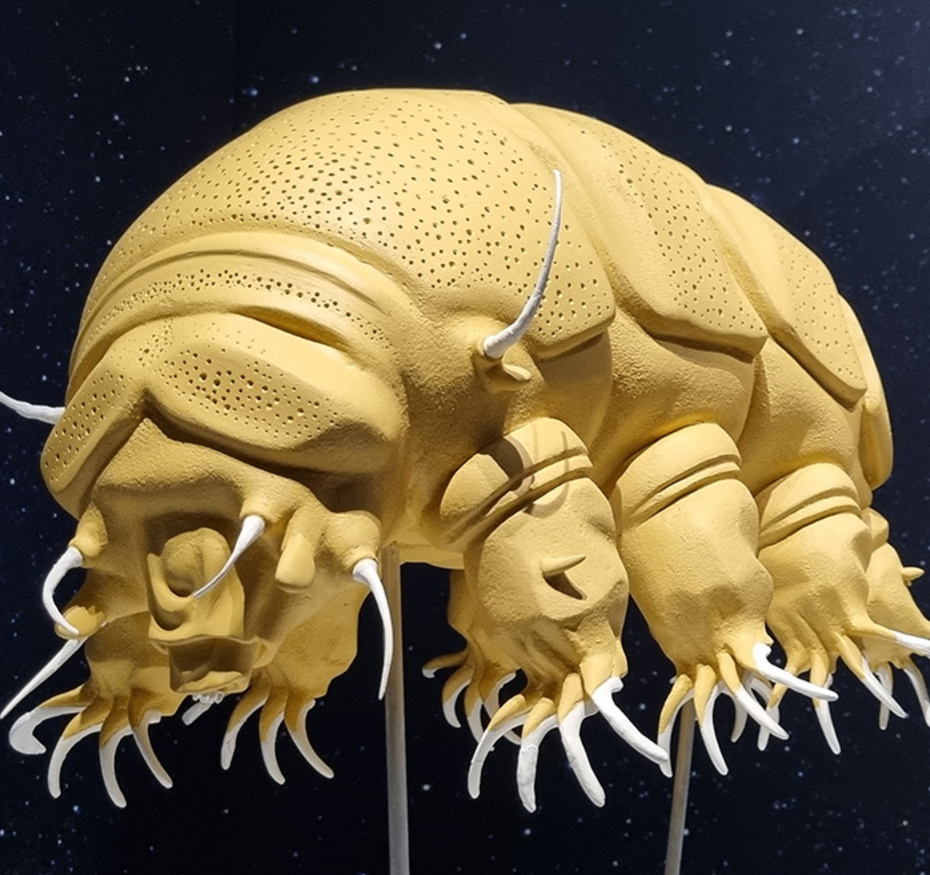 Tardigrade exposition Trop forts !