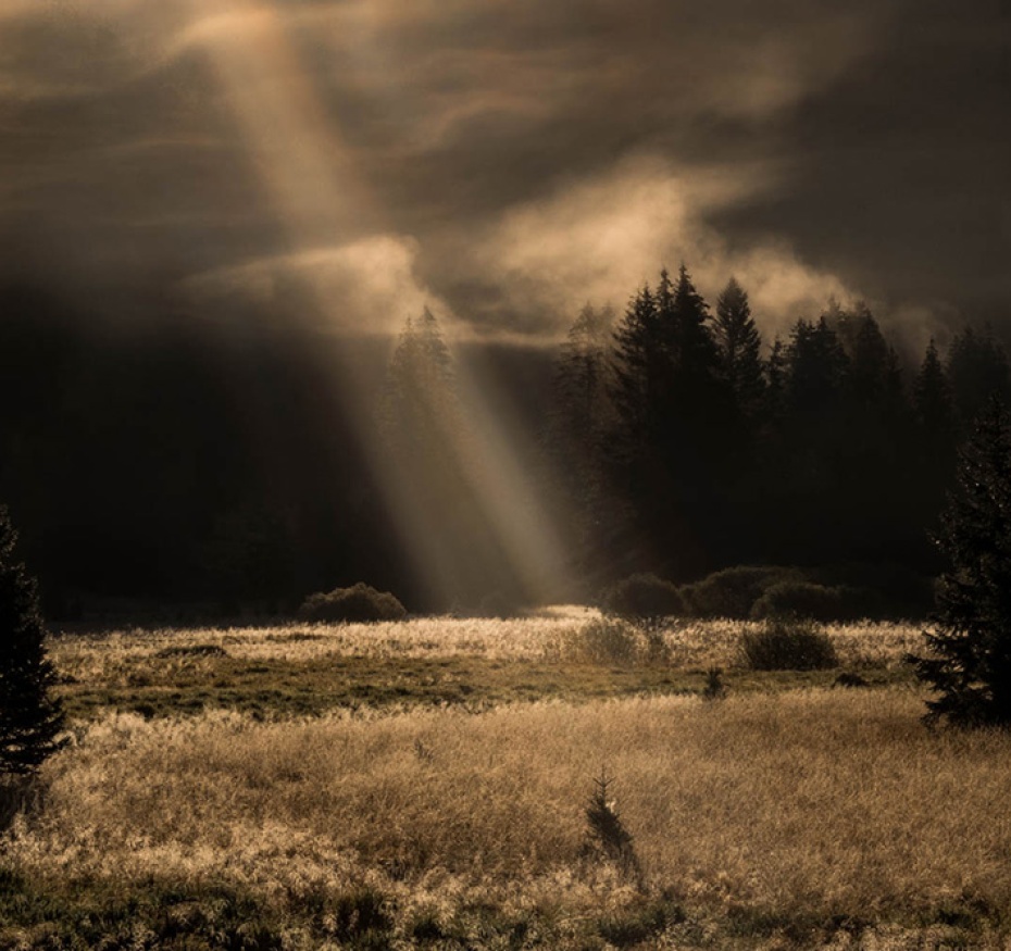 Nocturne dans les bois