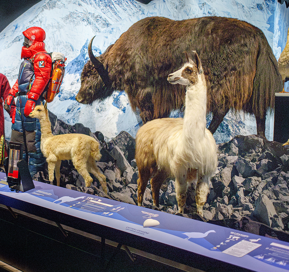 Exposition "Trop forts !"