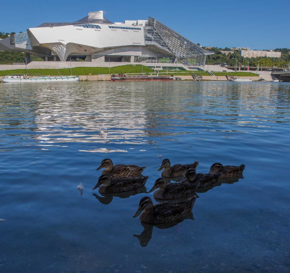 Vue sur le musée des Confluences depuis le parc Gerland avec oiseaux au premier plan