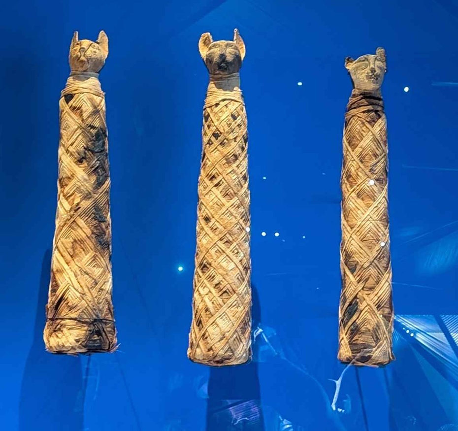 Momies de chat, exposition Espèces