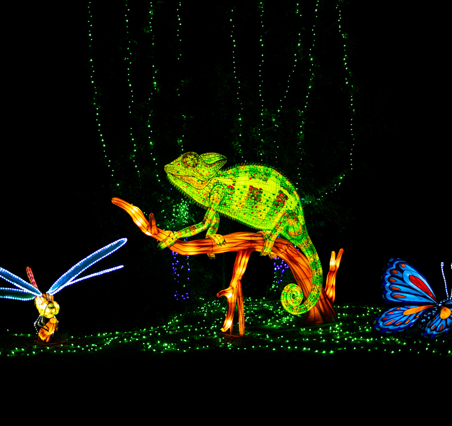 Festival Lumières Sauvages du Wow Safari Peaugres