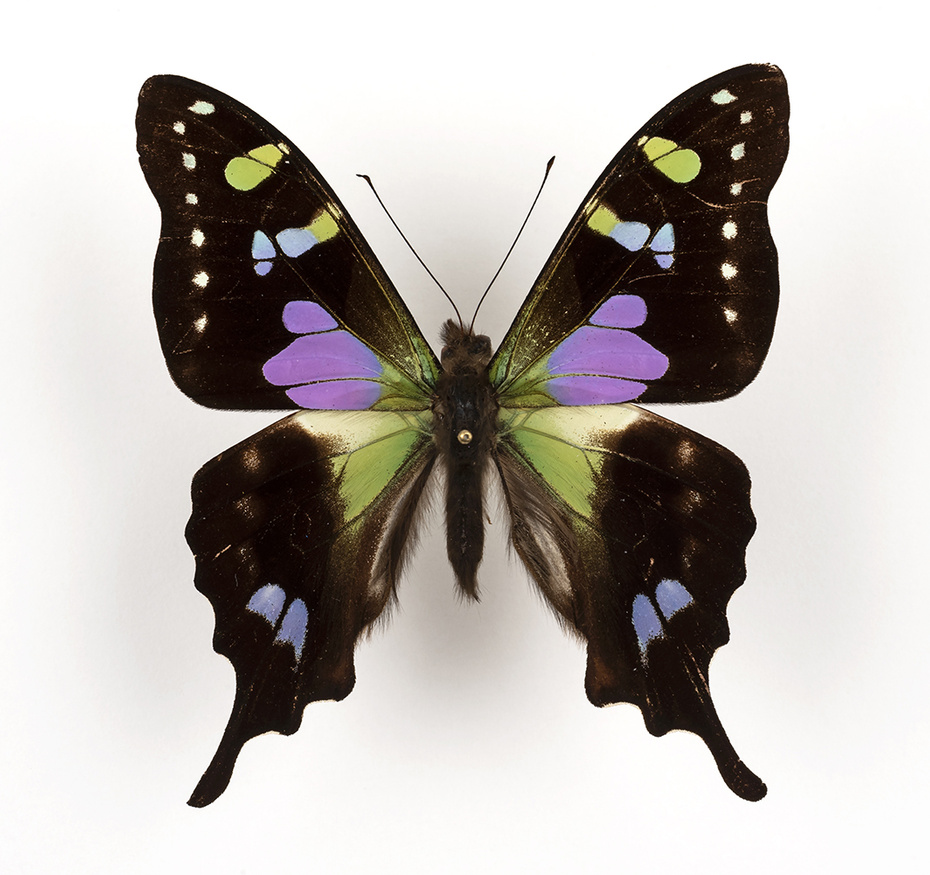 Graphium weiskei