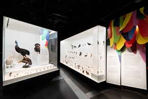 Exposition L'oiseau rare, de l'hirondelle au kakapo