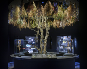 Exposition Magique au musée des Confluences