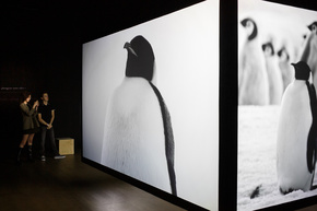 Exposition Terra Incognita, voyage au bout du monde au musée des Confluences